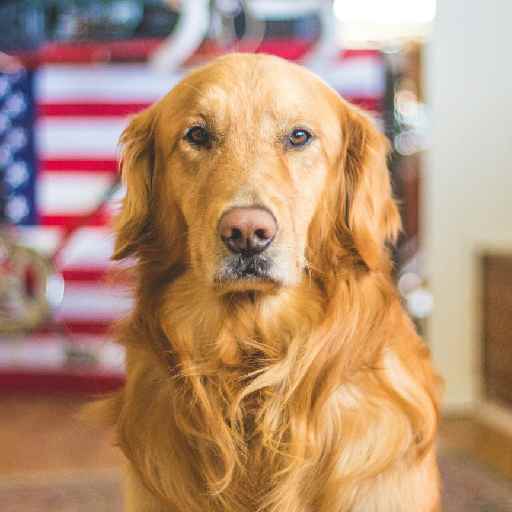Dog Watcher Program